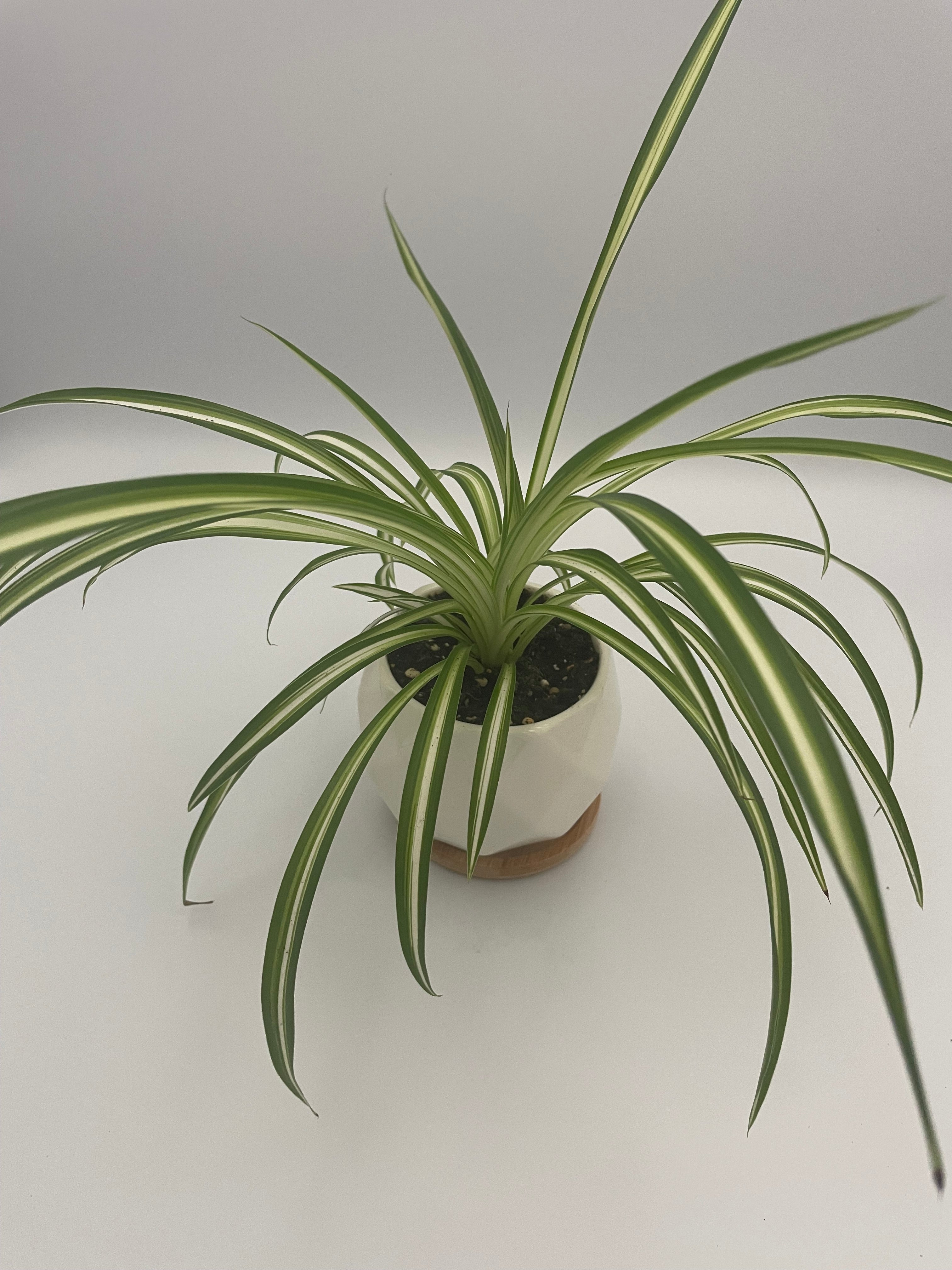 Indoor Plants