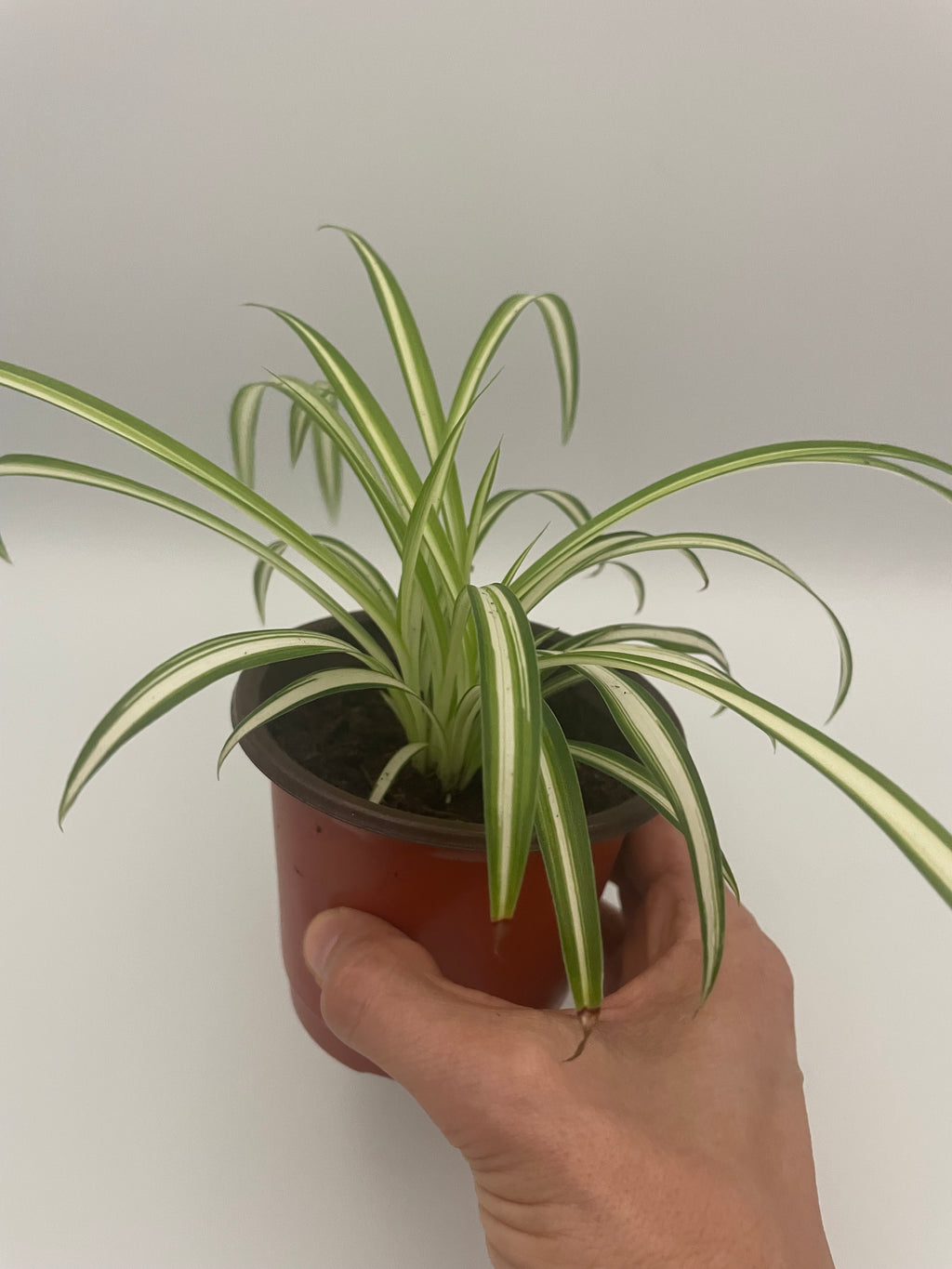 Spider Plant Small