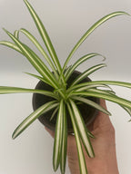 Spider Plant Small