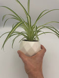 Spider Plant Potted