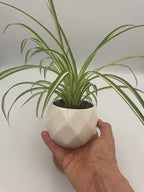 Spider Plant Potted