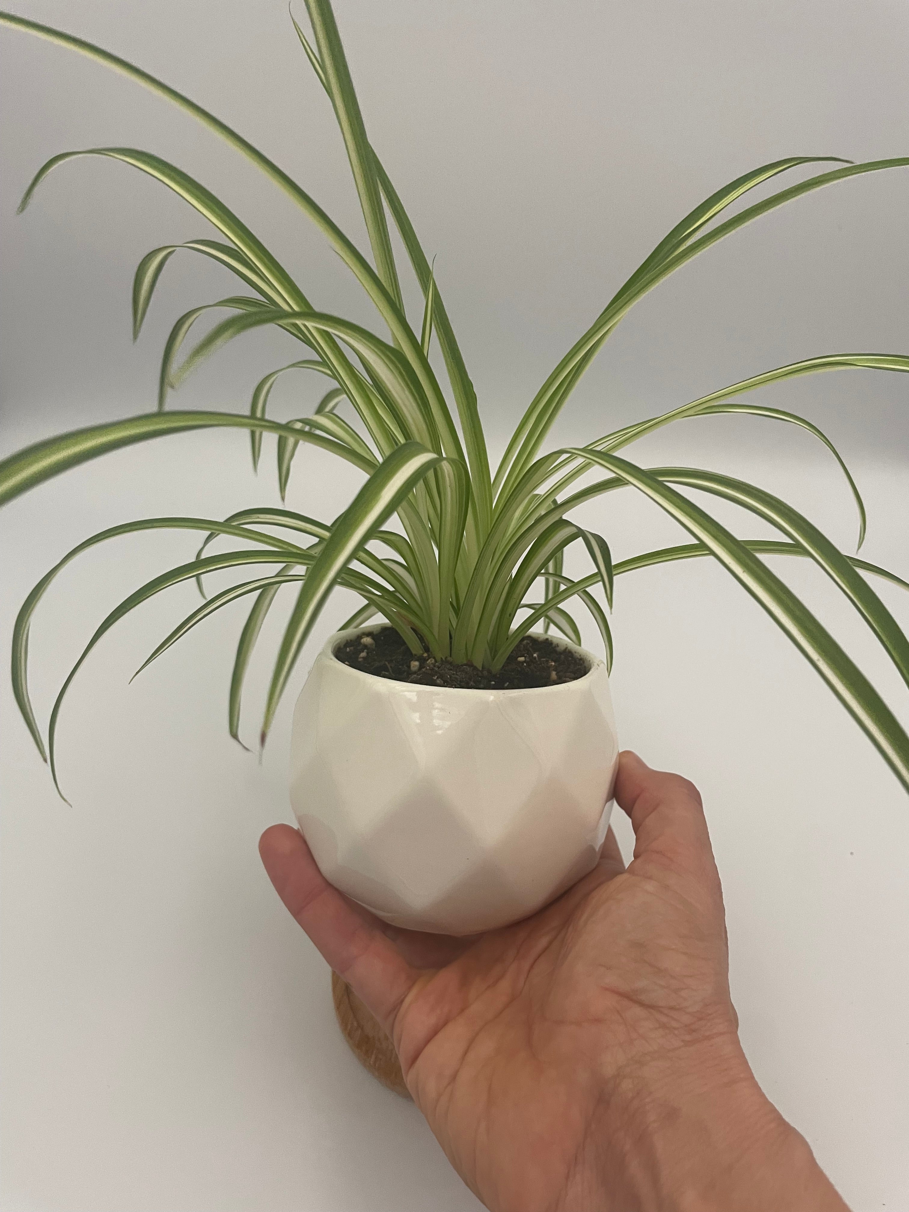 Spider Plant Potted