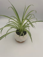Spider Plant Potted