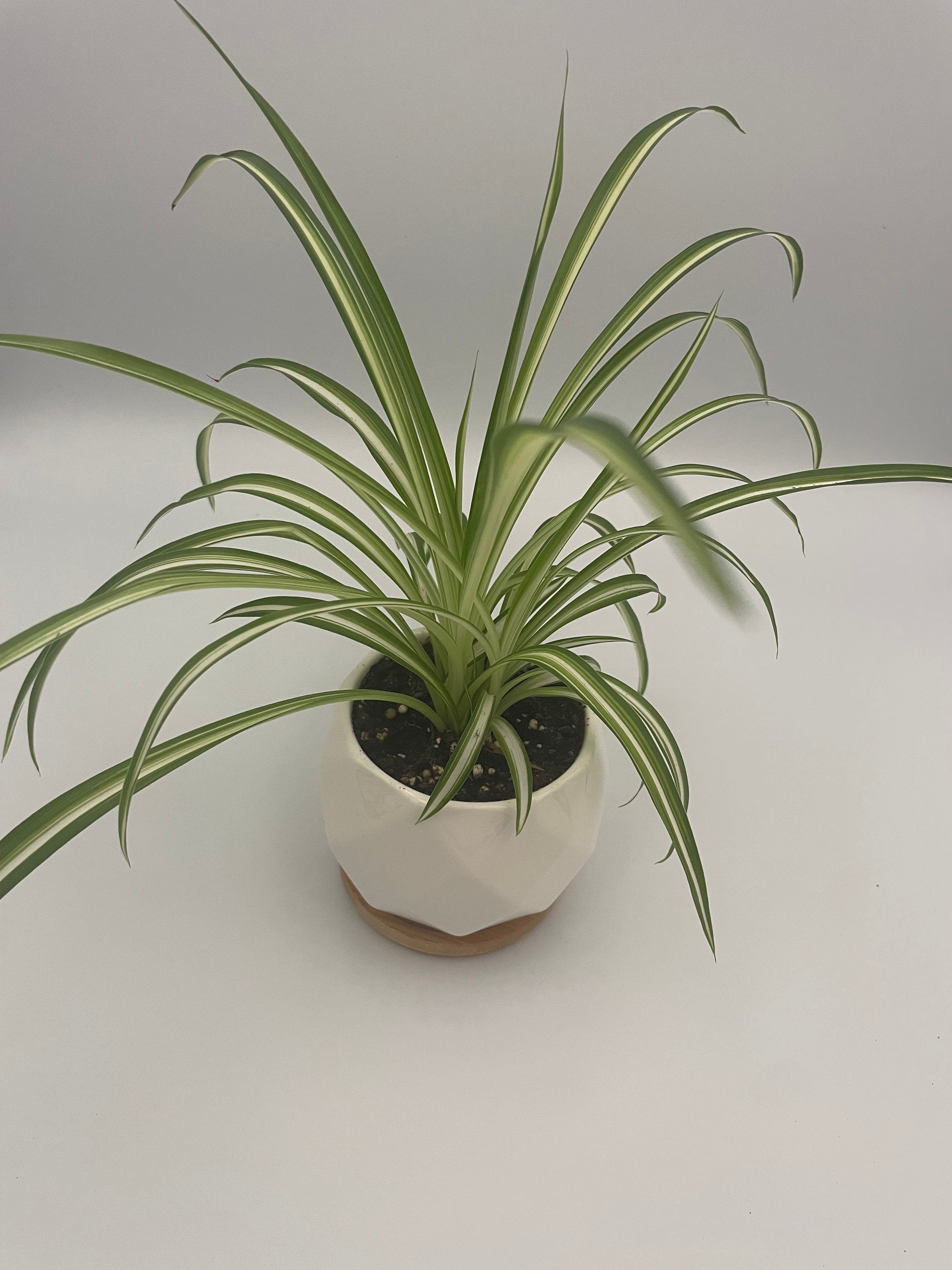 Spider Plant Potted