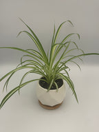 Spider Plant Potted