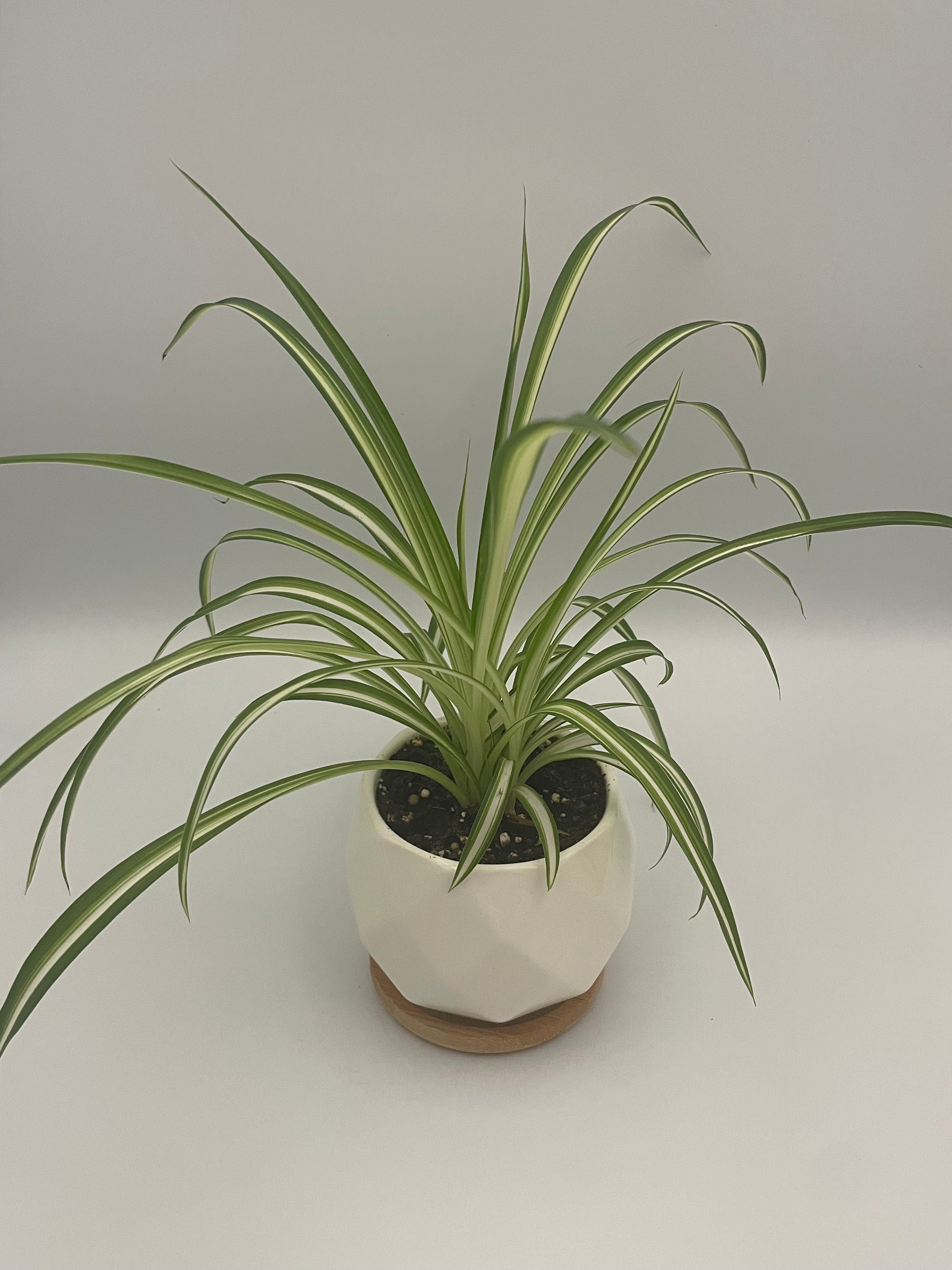 Spider Plant Potted