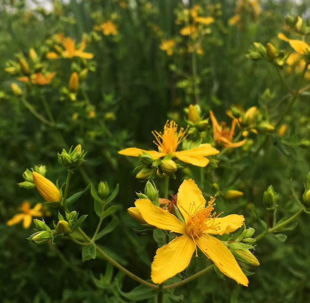 St. John’s Wort (Hypericum perforatum)