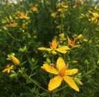 St. John’s Wort (Hypericum perforatum)