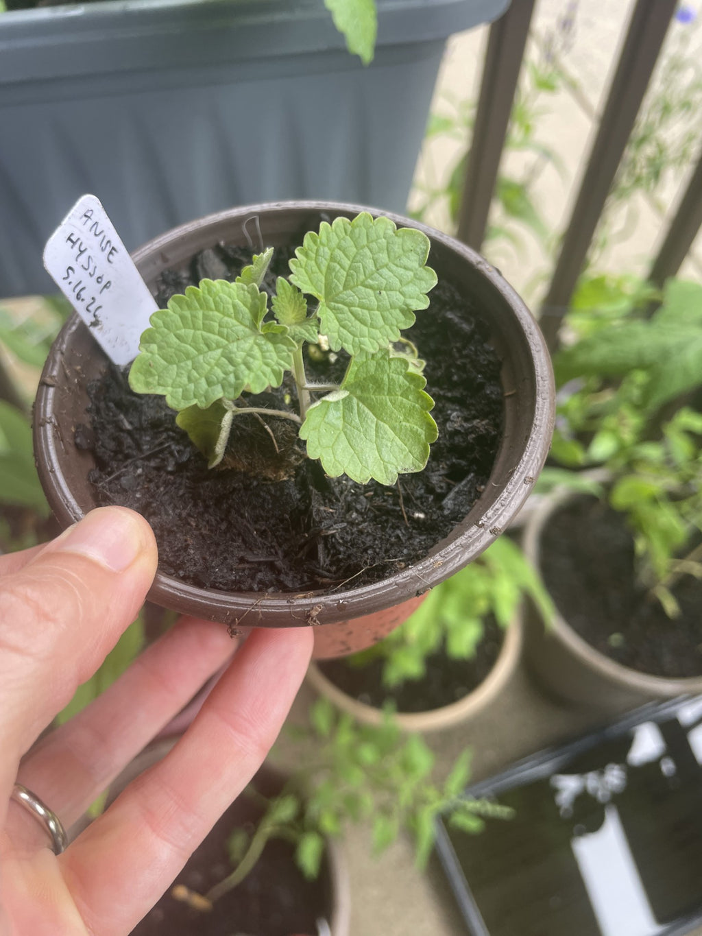 Anise Hyssop (Agastache foeniculum)