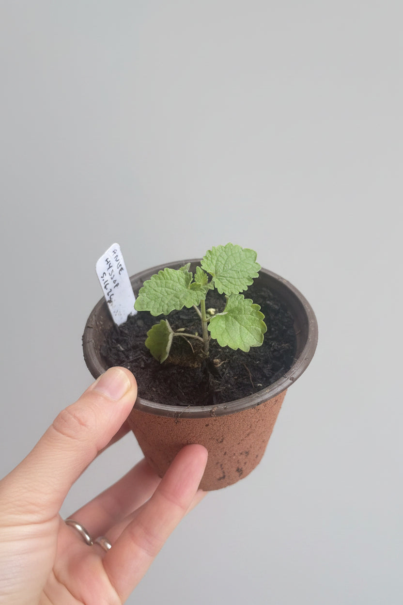 Anise Hyssop (Agastache foeniculum)