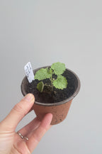 Anise Hyssop (Agastache foeniculum)
