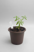 Baikal Skullcap (Scutellaria baicalensis)