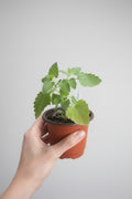 Catnip (Nepeta cataria)