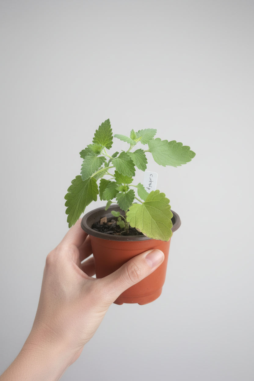 Catnip (Nepeta cataria)