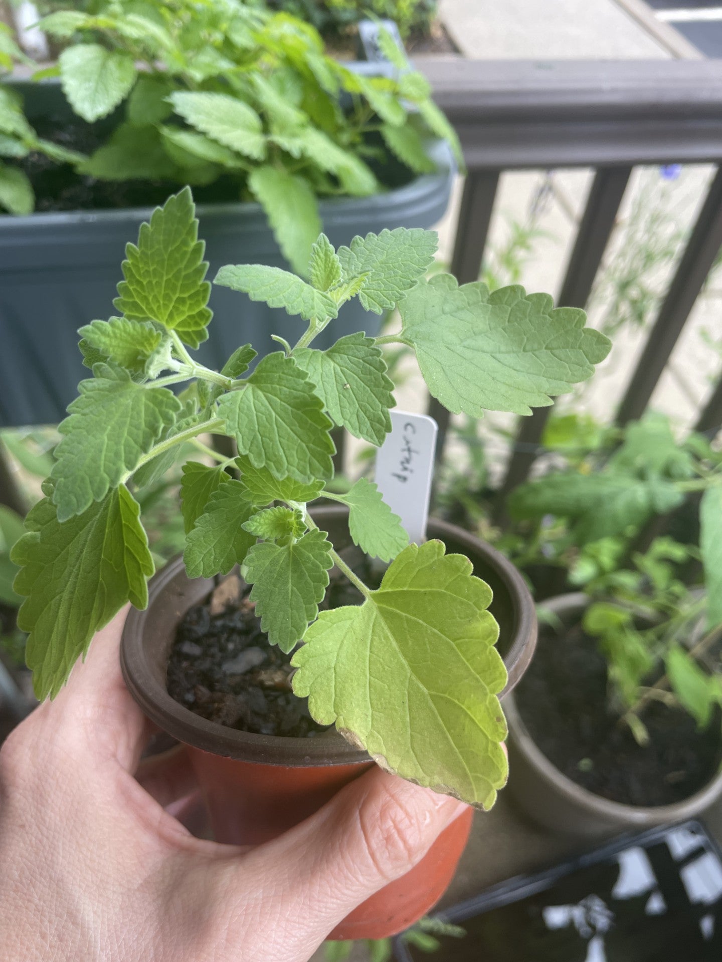 Catnip (Nepeta cataria)