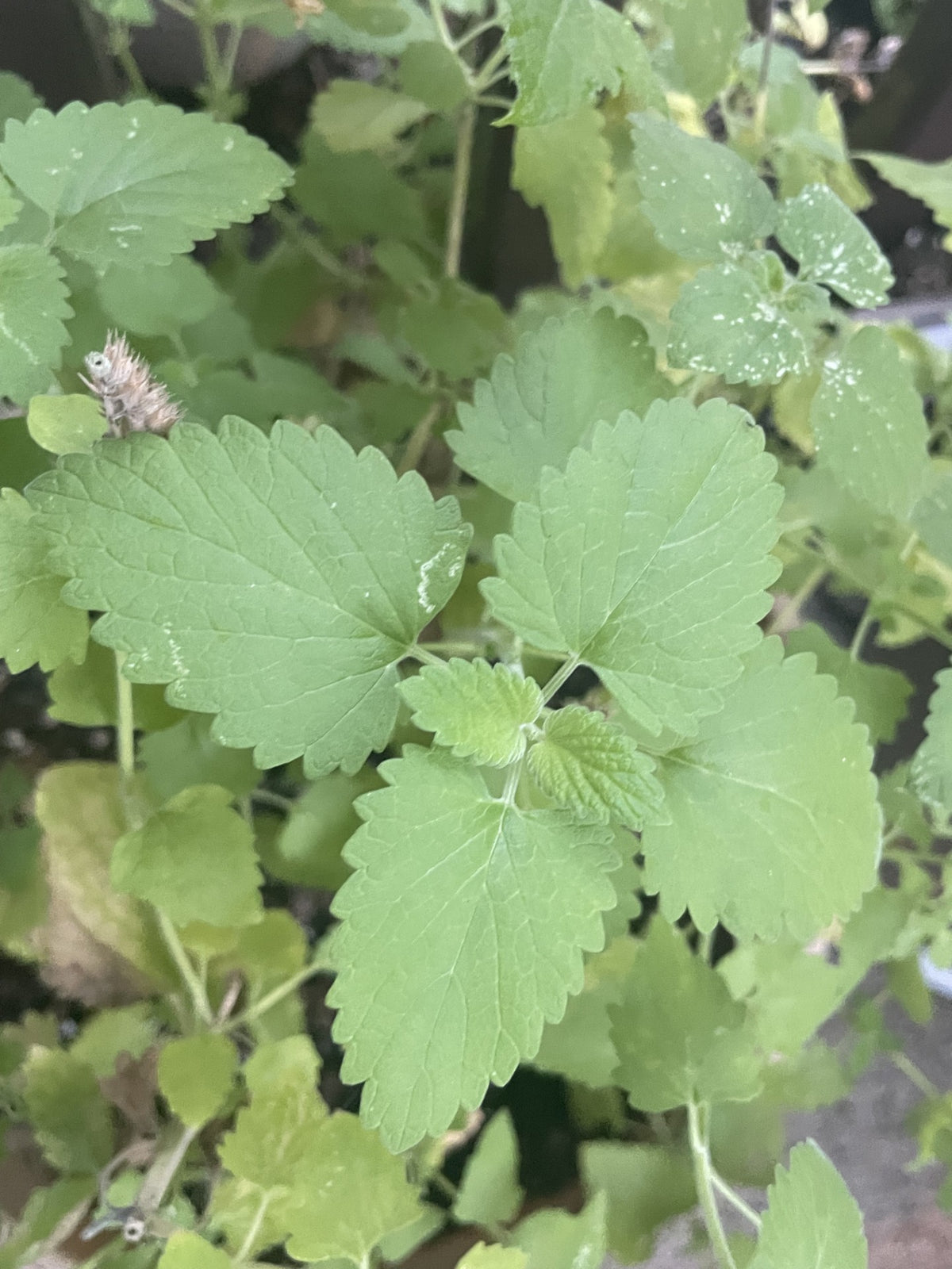 Catnip