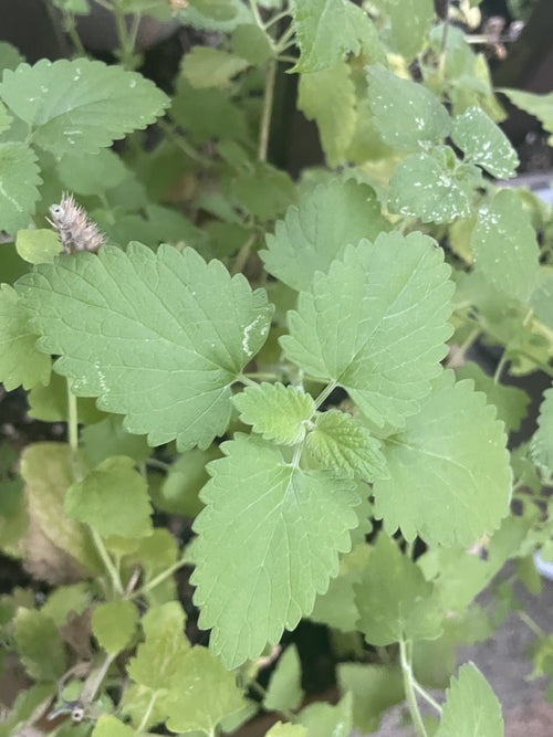 Catnip
