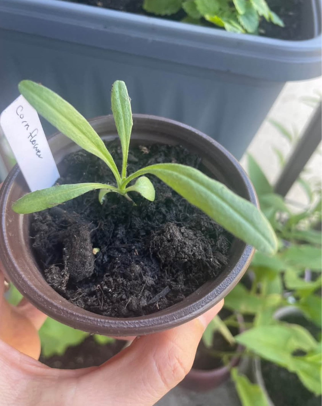 Cornflower (Centaurea cyanus)