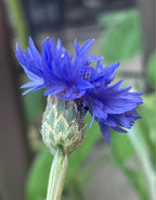 Cornflower (Centaurea cyanus)