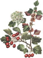 Hawthorn