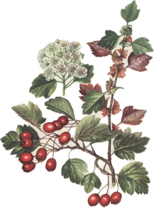 Hawthorn