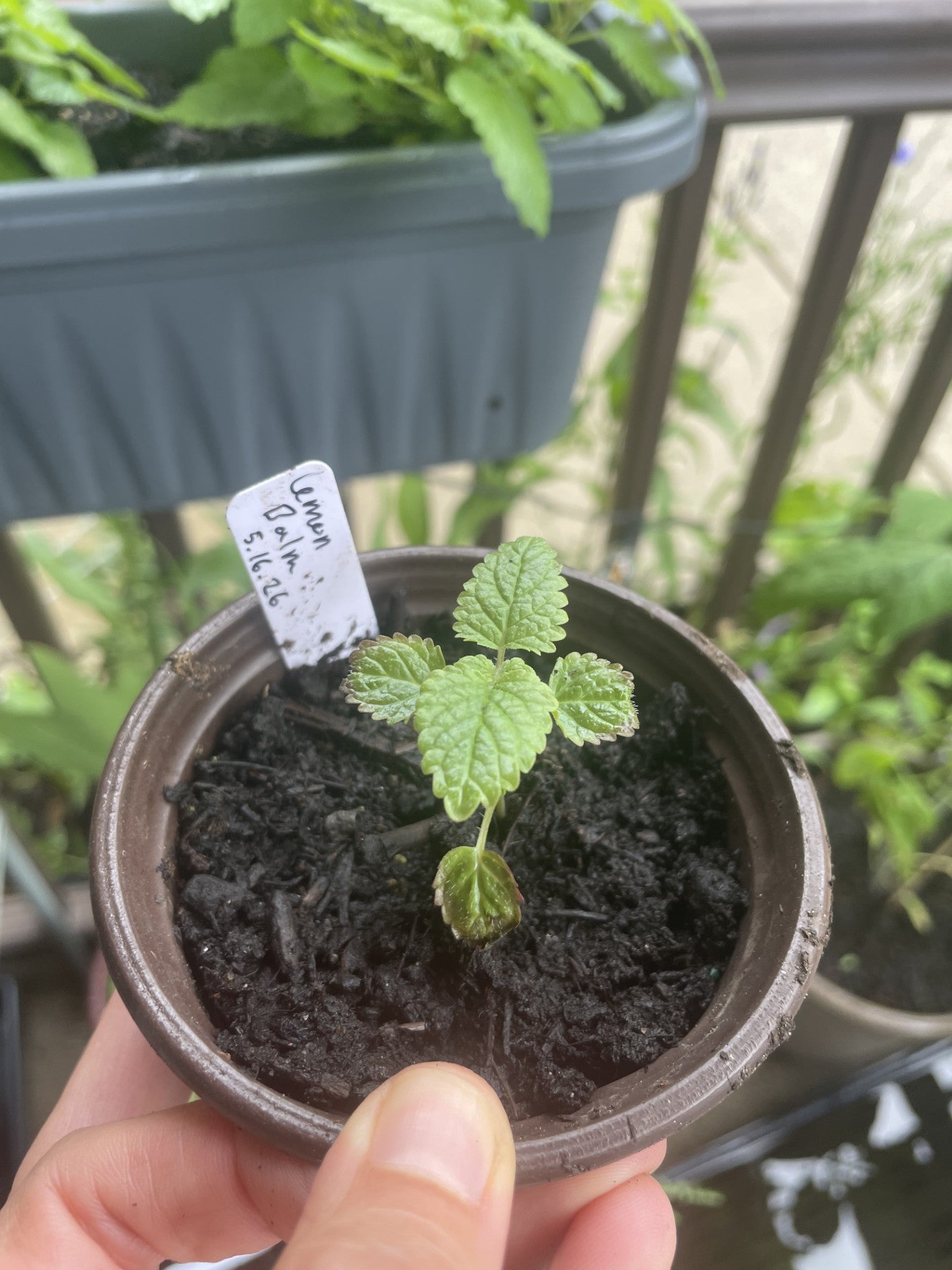 Lemon Balm (Melissa officinalis)