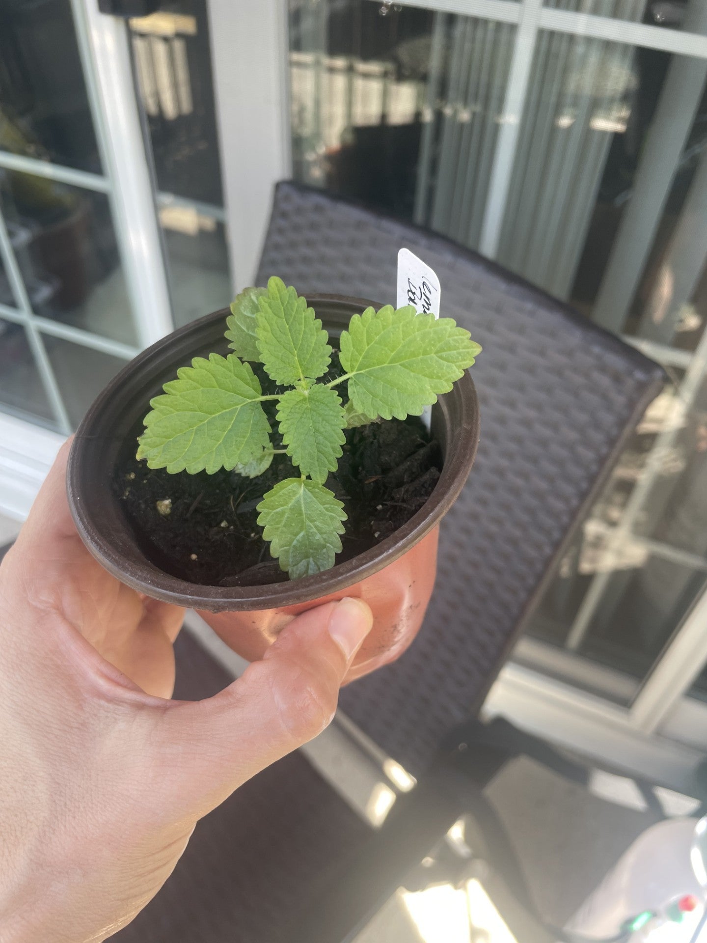 Lemon Balm (Melissa officinalis)