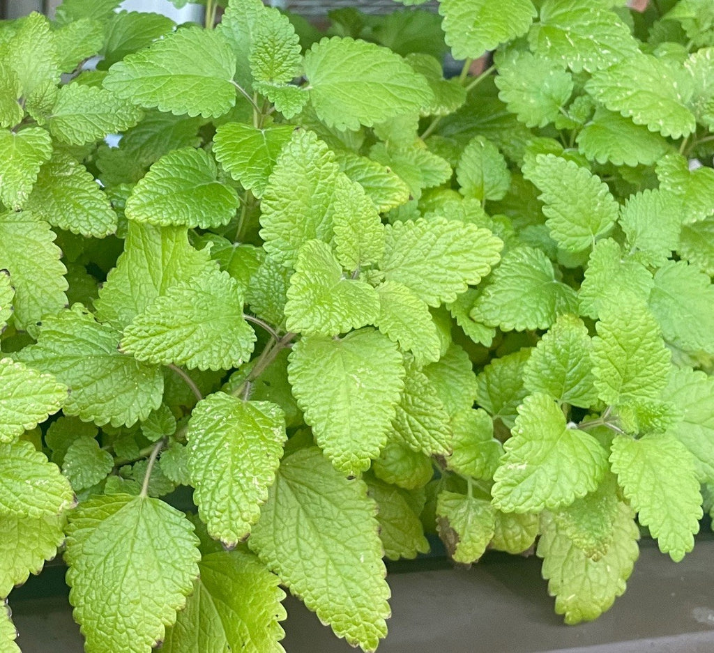 Lemon Balm
