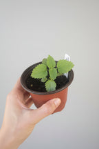 Lemon Balm (Melissa officinalis)