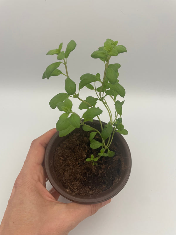 Marjoram