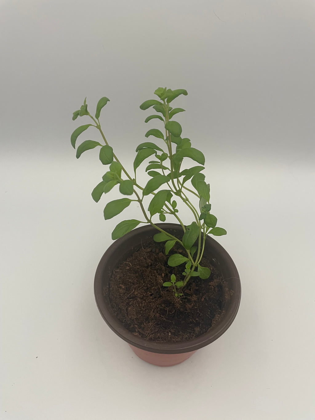 Marjoram