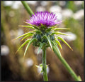 Milk Thistle Seed