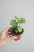 Motherwort (Leonurus cardiaca)