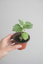Motherwort (Leonurus cardiaca)