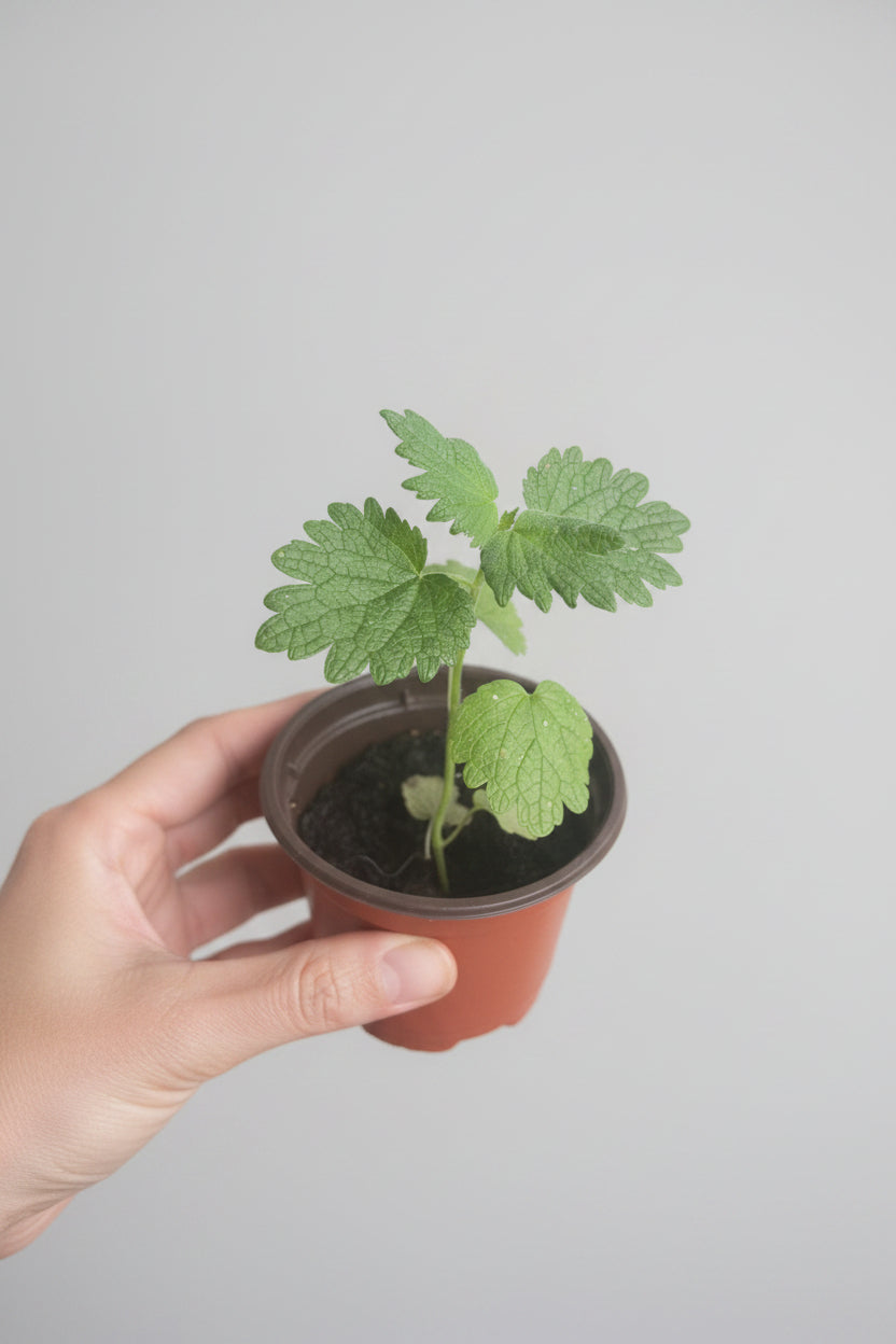 Motherwort (Leonurus cardiaca)