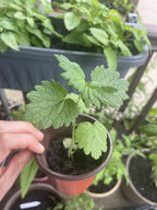 Motherwort (Leonurus cardiaca)