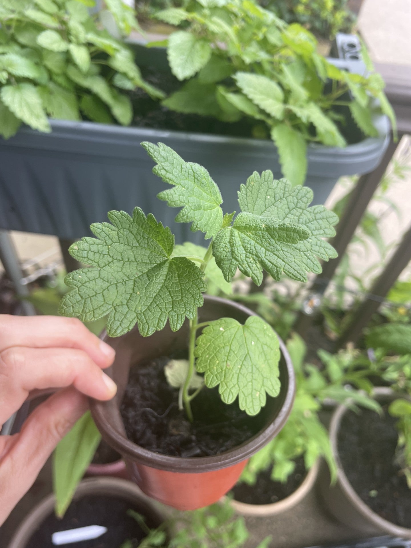 Motherwort (Leonurus cardiaca)