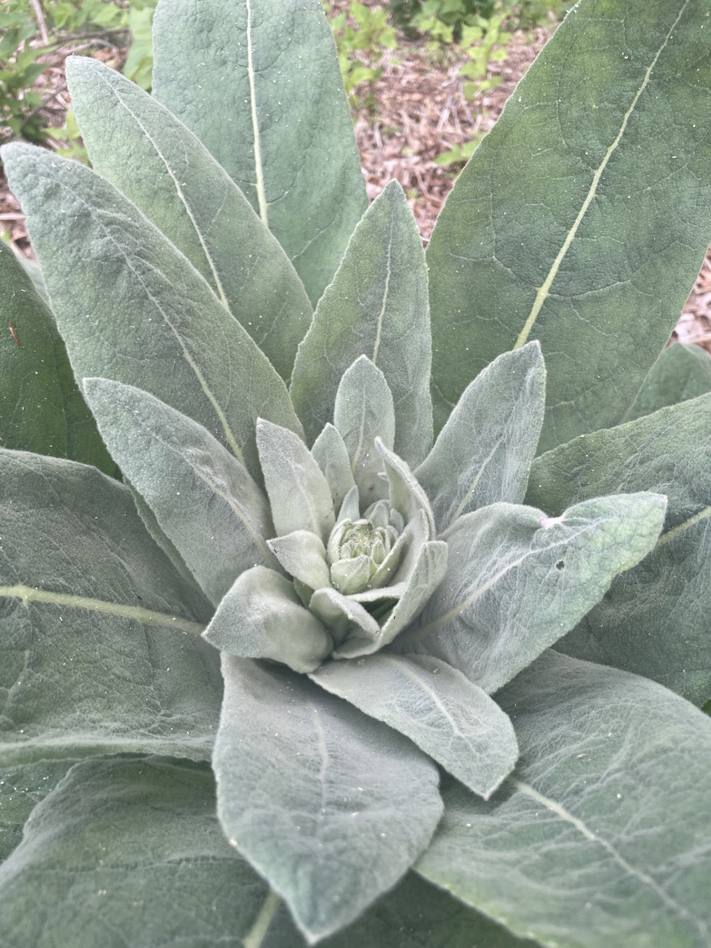 Mullein Leaf