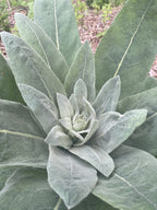 Mullein Leaf