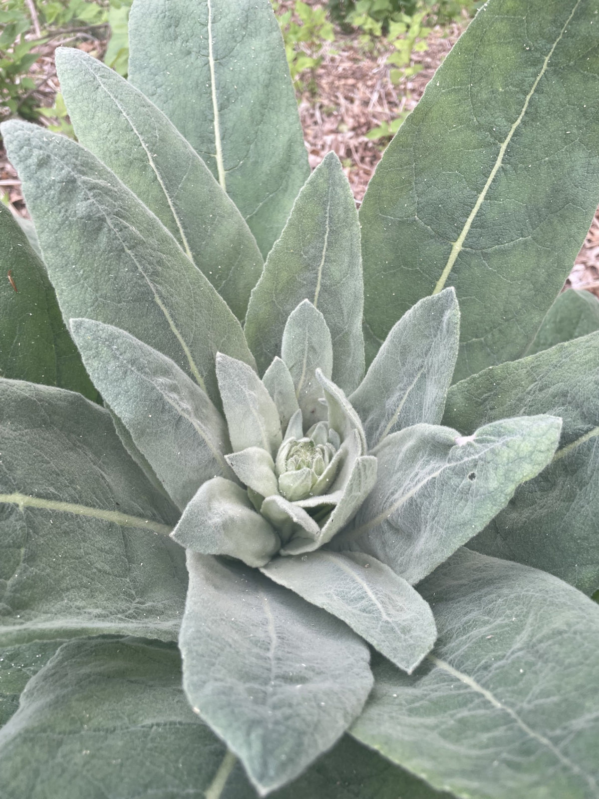 Mullein Leaf