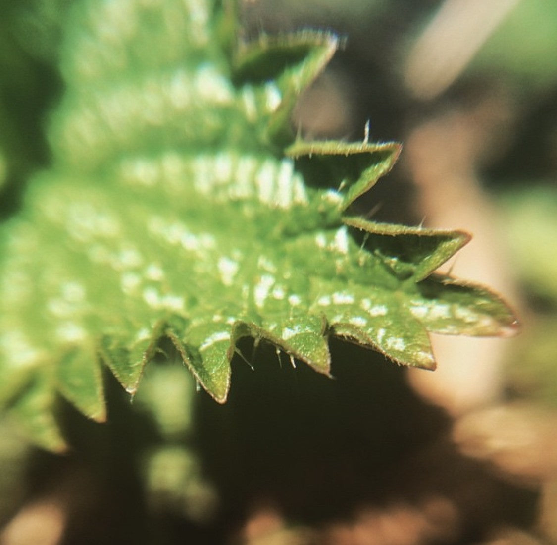 Nettle Leaf
