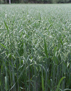 Oat Straw