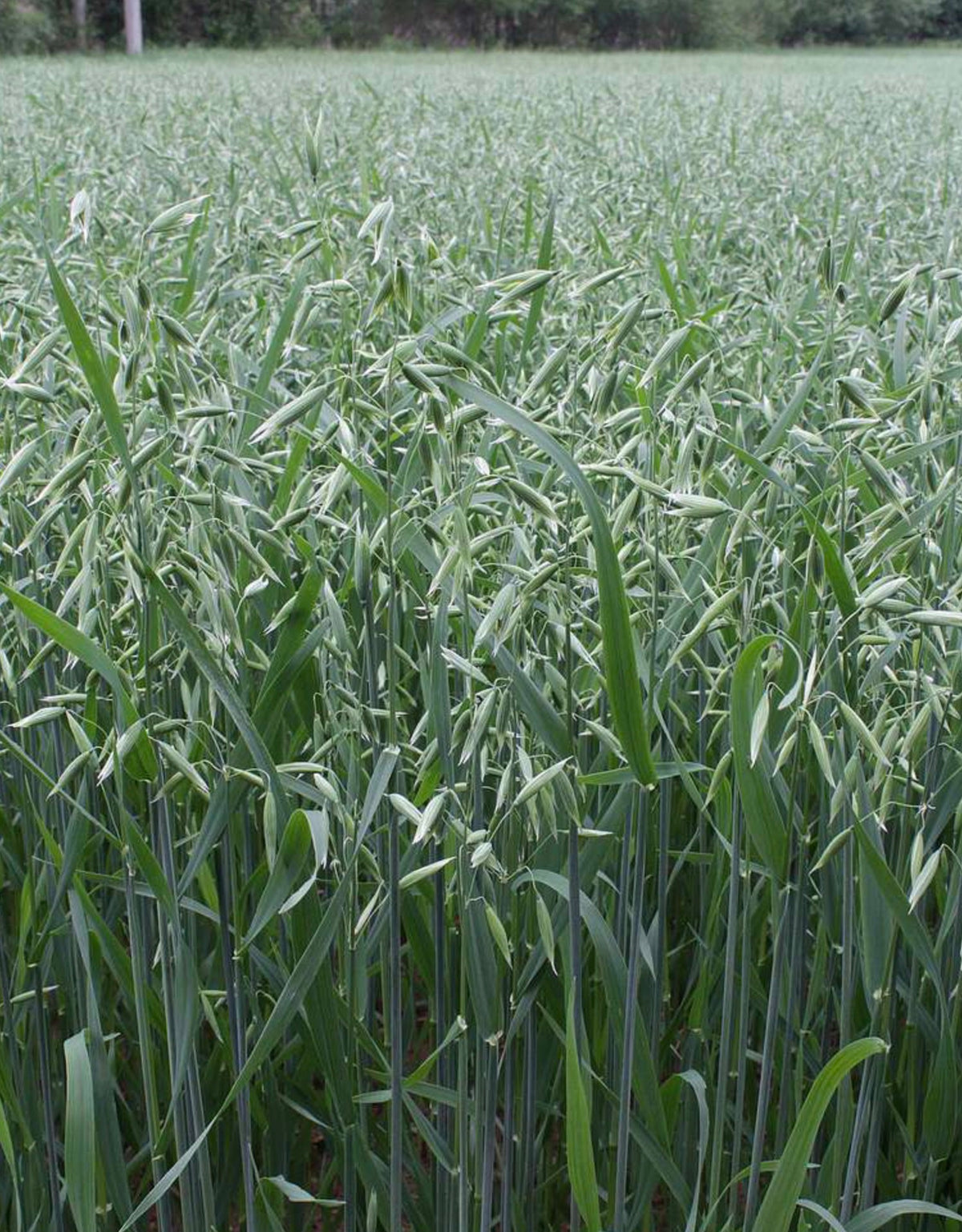Oat Straw