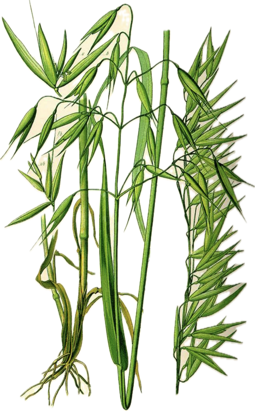 Oat Straw
