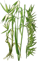 Oat Straw