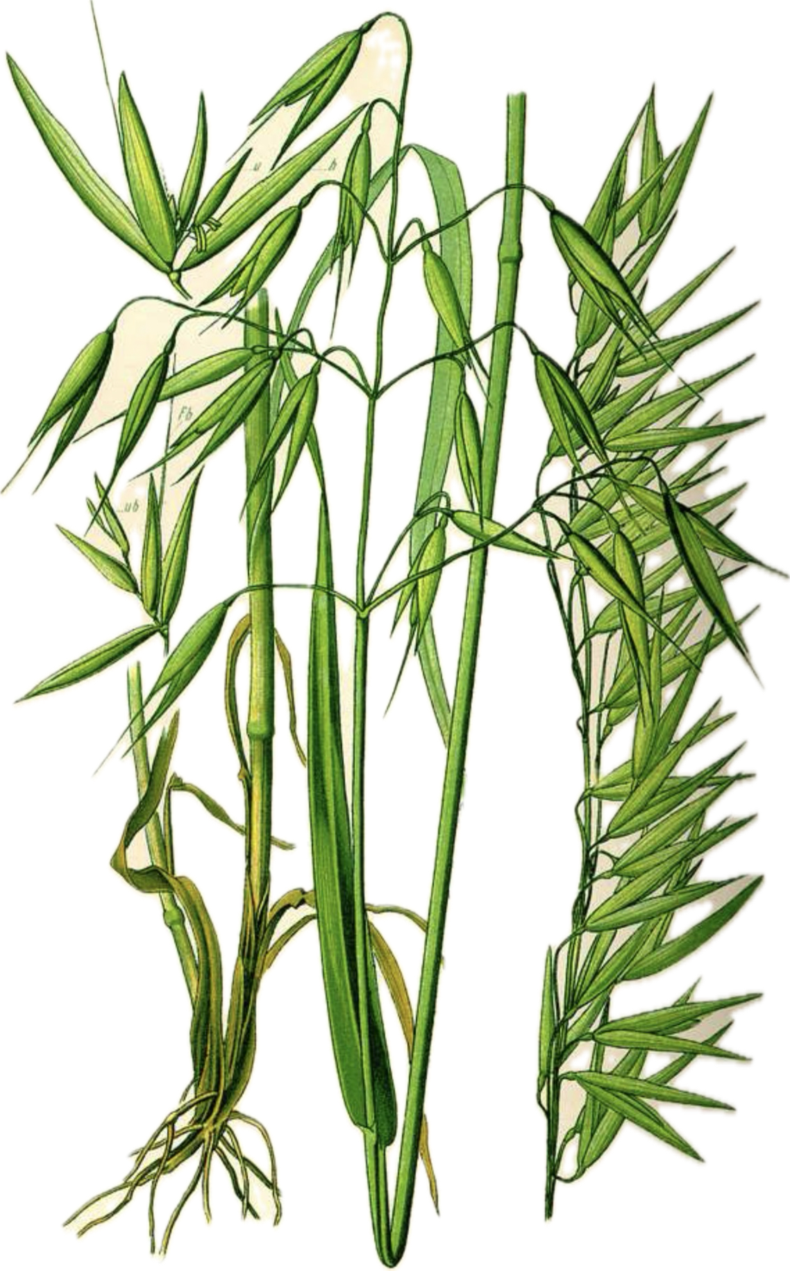 Oat Straw