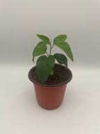 Passionflower