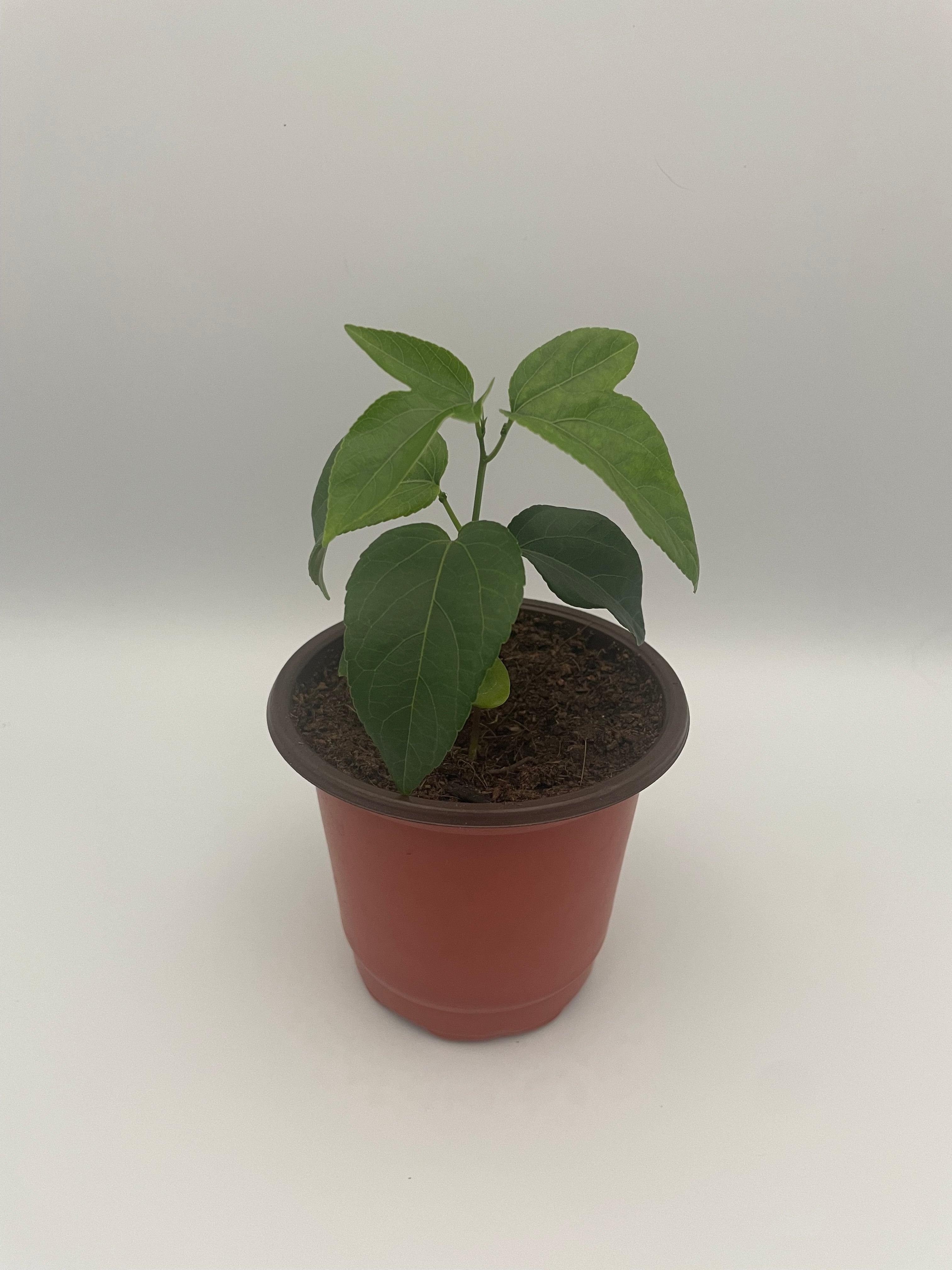 Passionflower