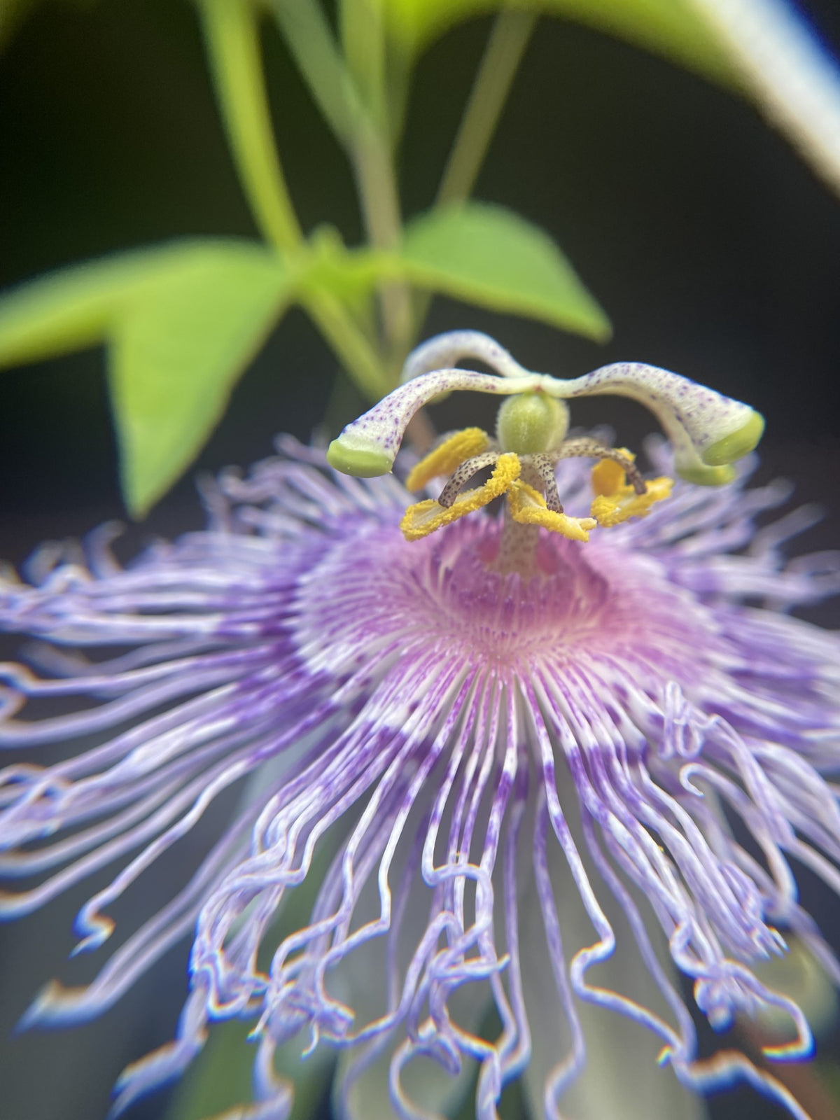 Passion Flower