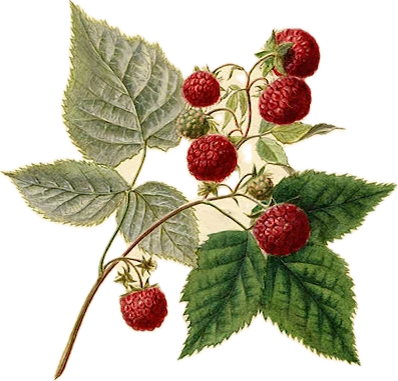 Raspberry Leaf